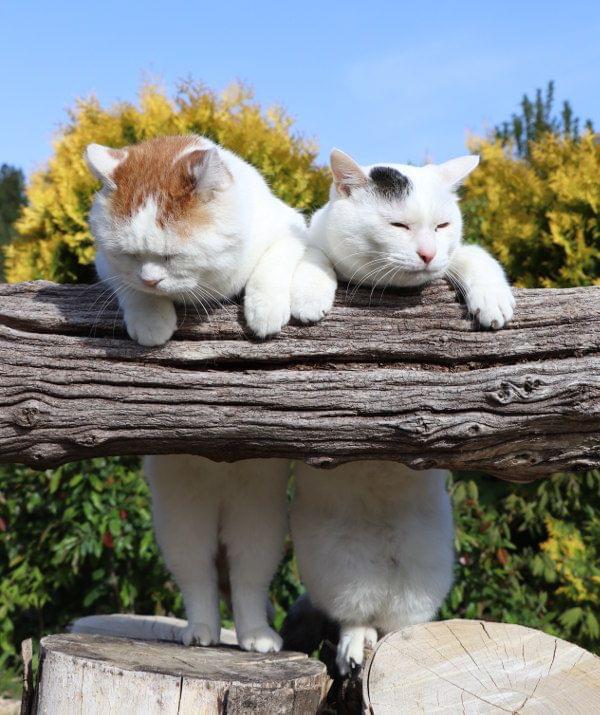 揭秘宠物护理中的“狗狗磷指标”：健康密码解析